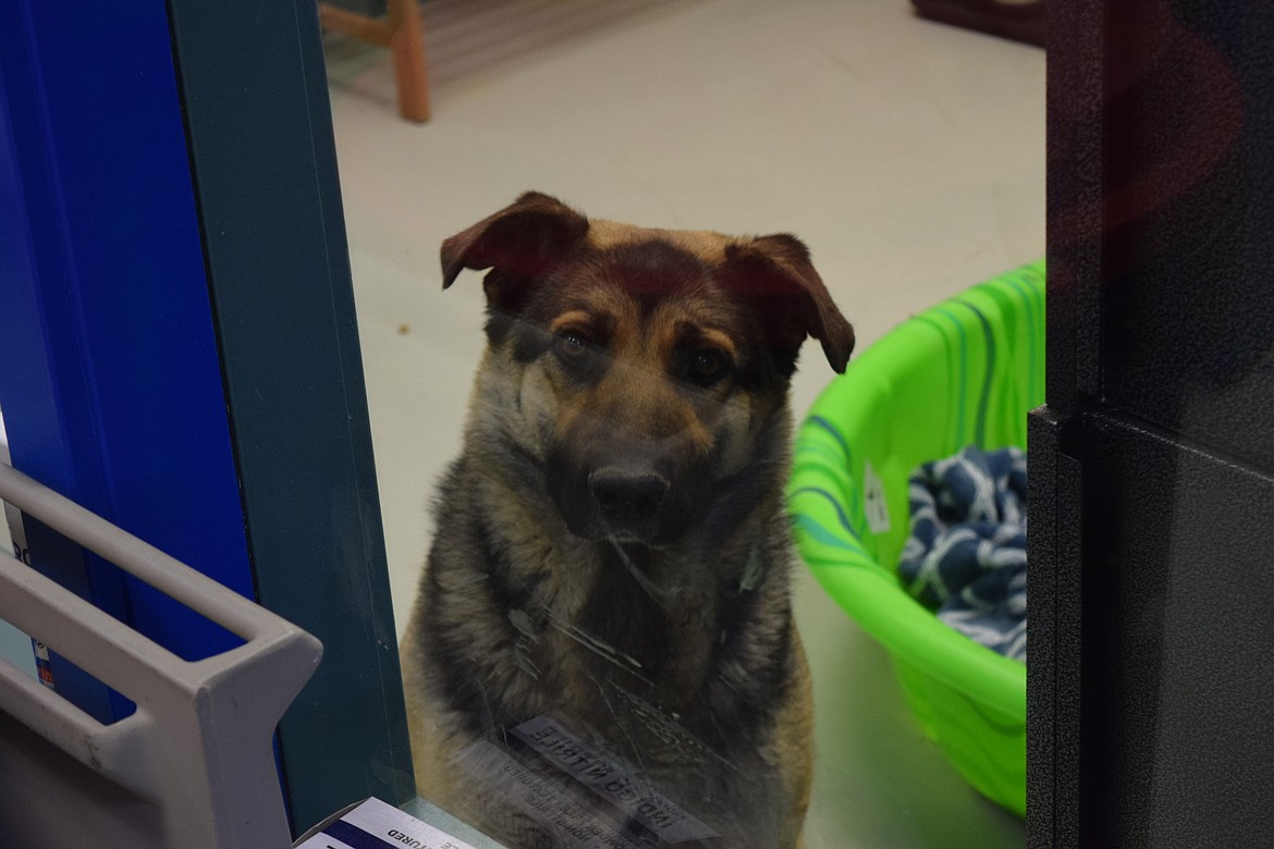 A pregnant dog the Quincy Animal Shelter took in sits in a room with a blanketed plastic kitty pool for it to lay in.