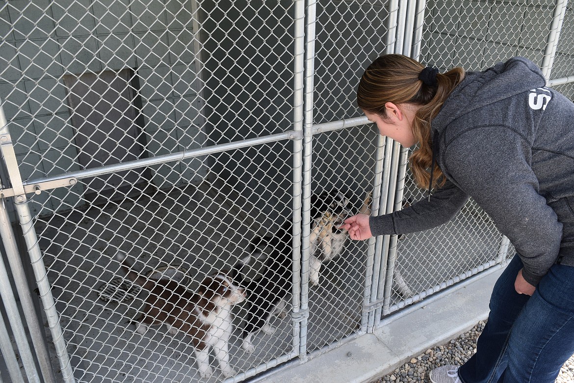 Quincy Animal Shelter Manager Jessica Kiehn greets a pair of puppies in one of the shelter’s yards. Kiehn said she has been running the shelter for about three years now.