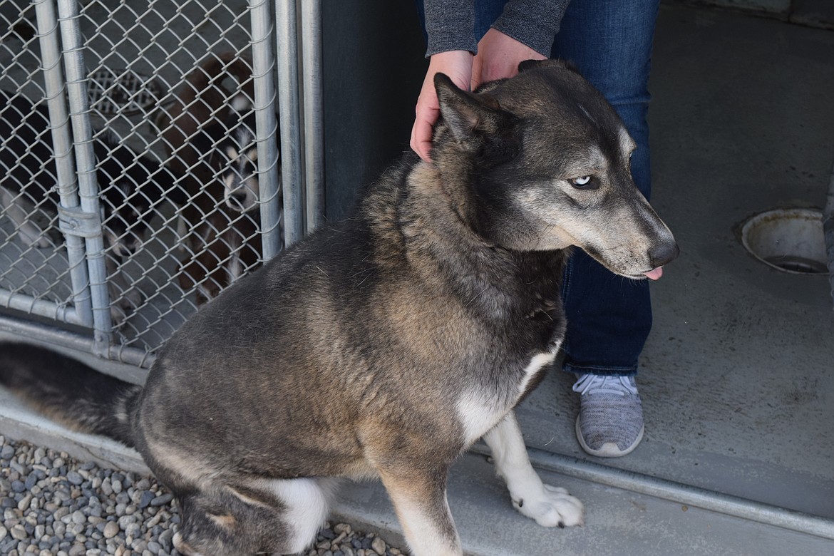 Quincy Animal Shelter Manager Jessica Kiehn attempts to hold an adult husky still. The dog is one of two (both adults and larger breeds) who have been at the shelter for more than a year and a half.