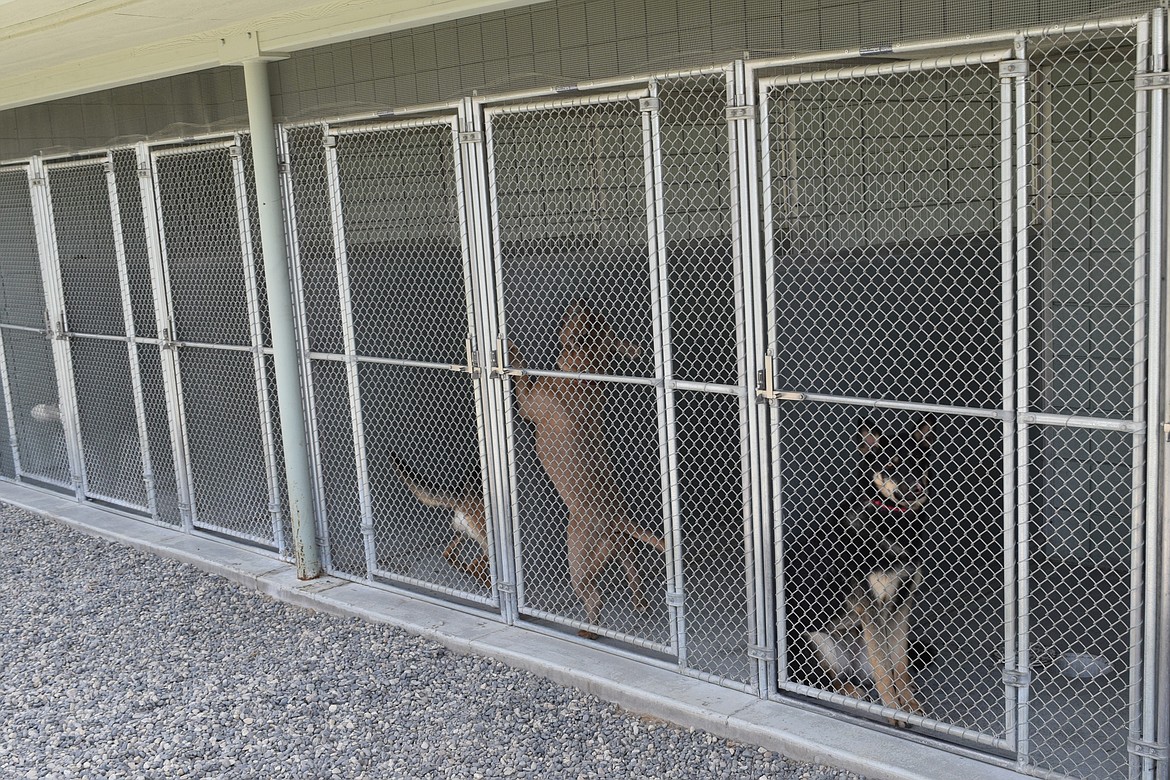 A row of outdoor kennels at the Quincy Animal Shelter connected to the dog’s indoor spaces, used for taking dogs out into one of the shelter’s yards.
