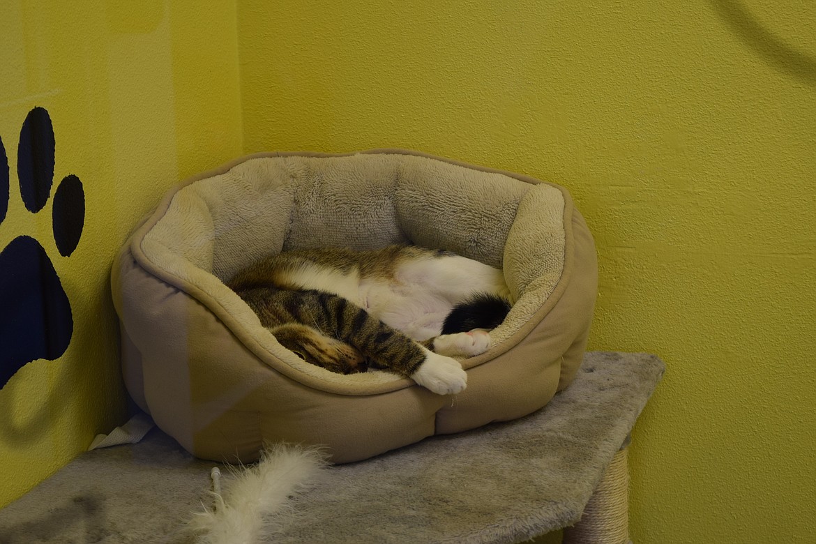 A cat sleeps in a bed inside the Quincy Animal Shelter, which can hold a number of cats in smaller compartments in addition to the shelter’s 20 dog kennels.