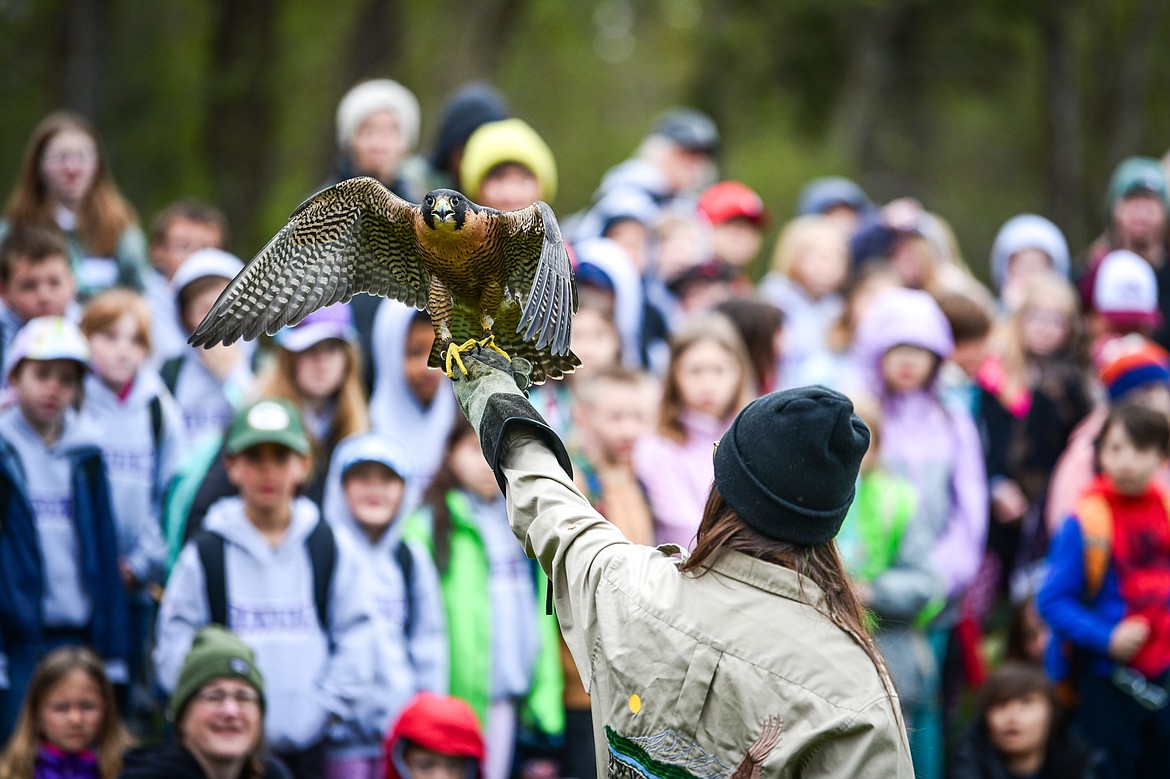 Dani Crandell with Montana Wild Wings Recovery Center holds a peregrine falcon during a demonstration at the Arbor Day celebration at Lawrence Park on Friday, April 26. (Casey Kreider/Daily Inter Lake)