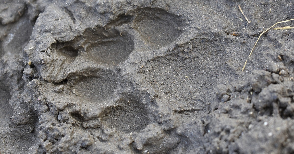 Some urge boycott of Wyoming as rural angst over wolves clashes with cruel scenes of one in a bar - Vimarsana News