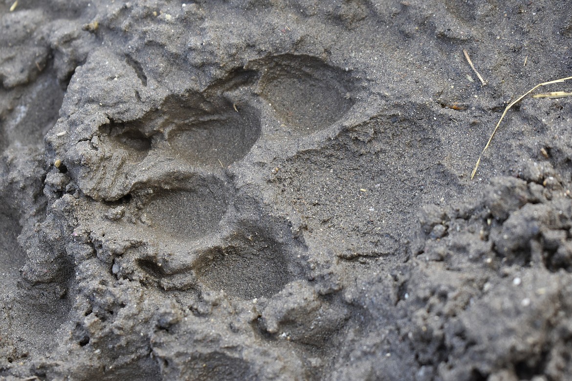 A track from a wolf is seen in the mud near the Slough Creek area of Yellowstone National Park, Wyo., Wednesday, Oct. 21, 2020. As Yellowstone National Park in Wyoming opens for the busy summer season, wildlife advocates are leading a call for a boycott of the conservative ranching state over laws that give people wide leeway to kill gray wolves with little oversight. (AP Photo/Matthew Brown, File)