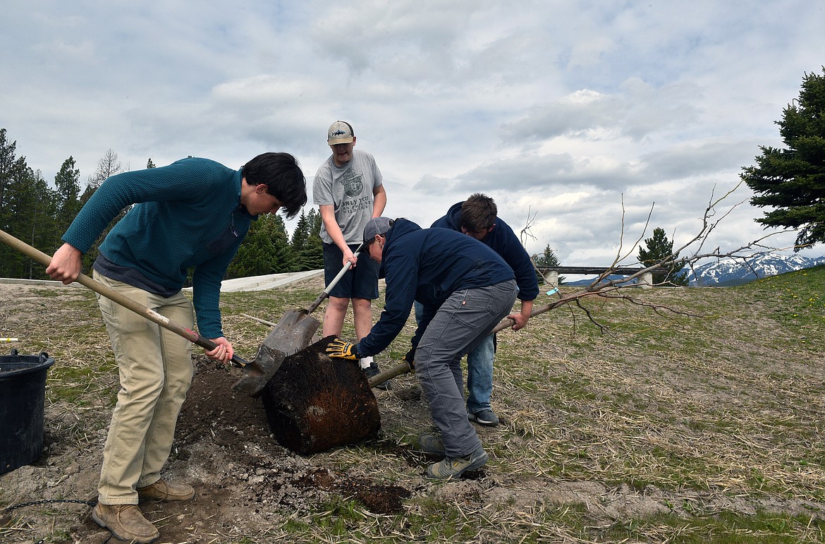 Students Wyatt Akey, Nick Bruce and Brendan Bogut plant trees in celebration of Arbor Day (Kelsey Evans/Pilot).