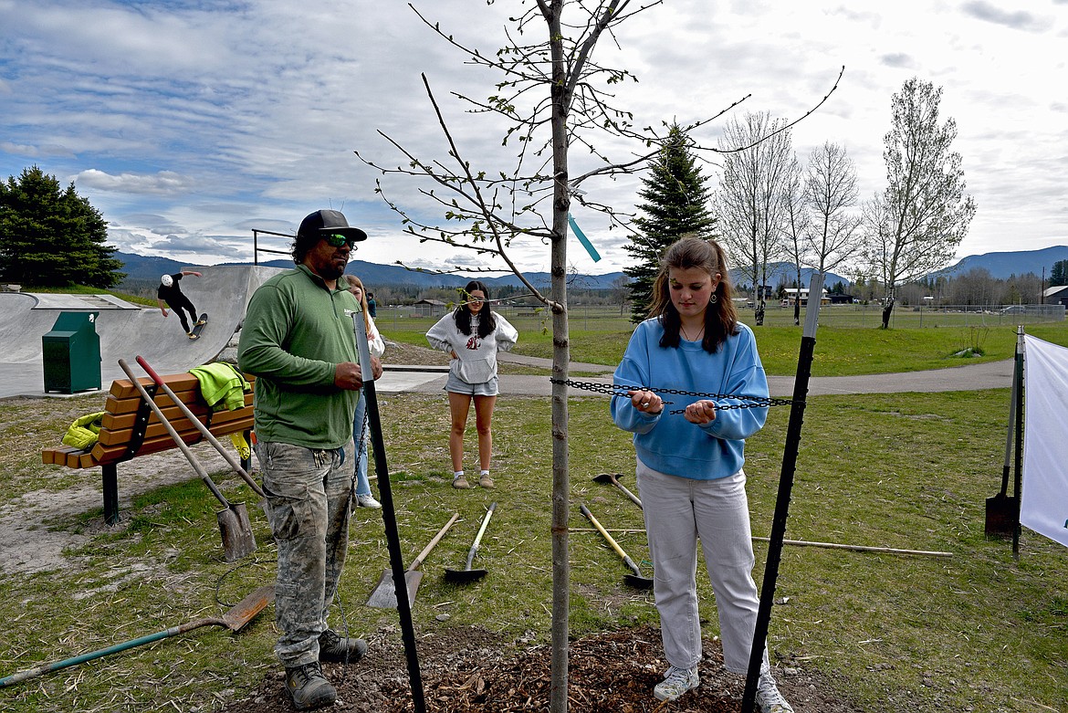 Astir Pulsifer adds support to a freshly-planted tree at Dave Olseth Memorial Skatepark on Arbor Day (Kelsey Evans/Pilot).