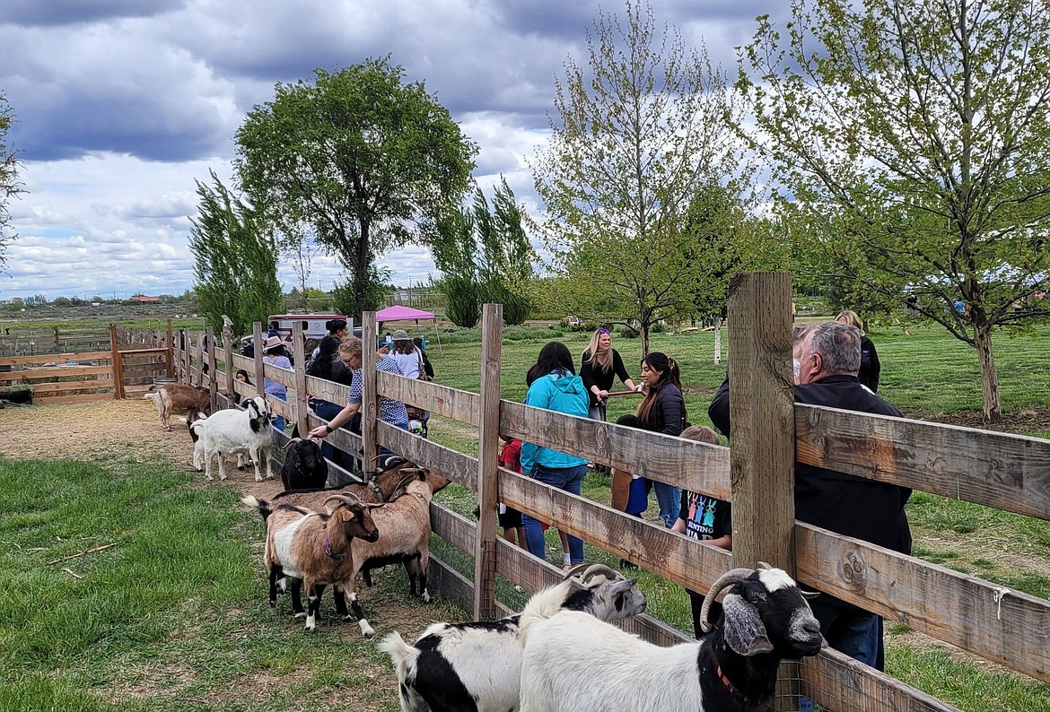 Visitors to Cloudview Farm in Ephrata enjoy feeding the goats during the farm's Tulip Festival event Saturday. While the tulips were wilted by frost earlier this year, attendees didn't let that stop them from enjoying cotton candy, animal attractions and family fun.