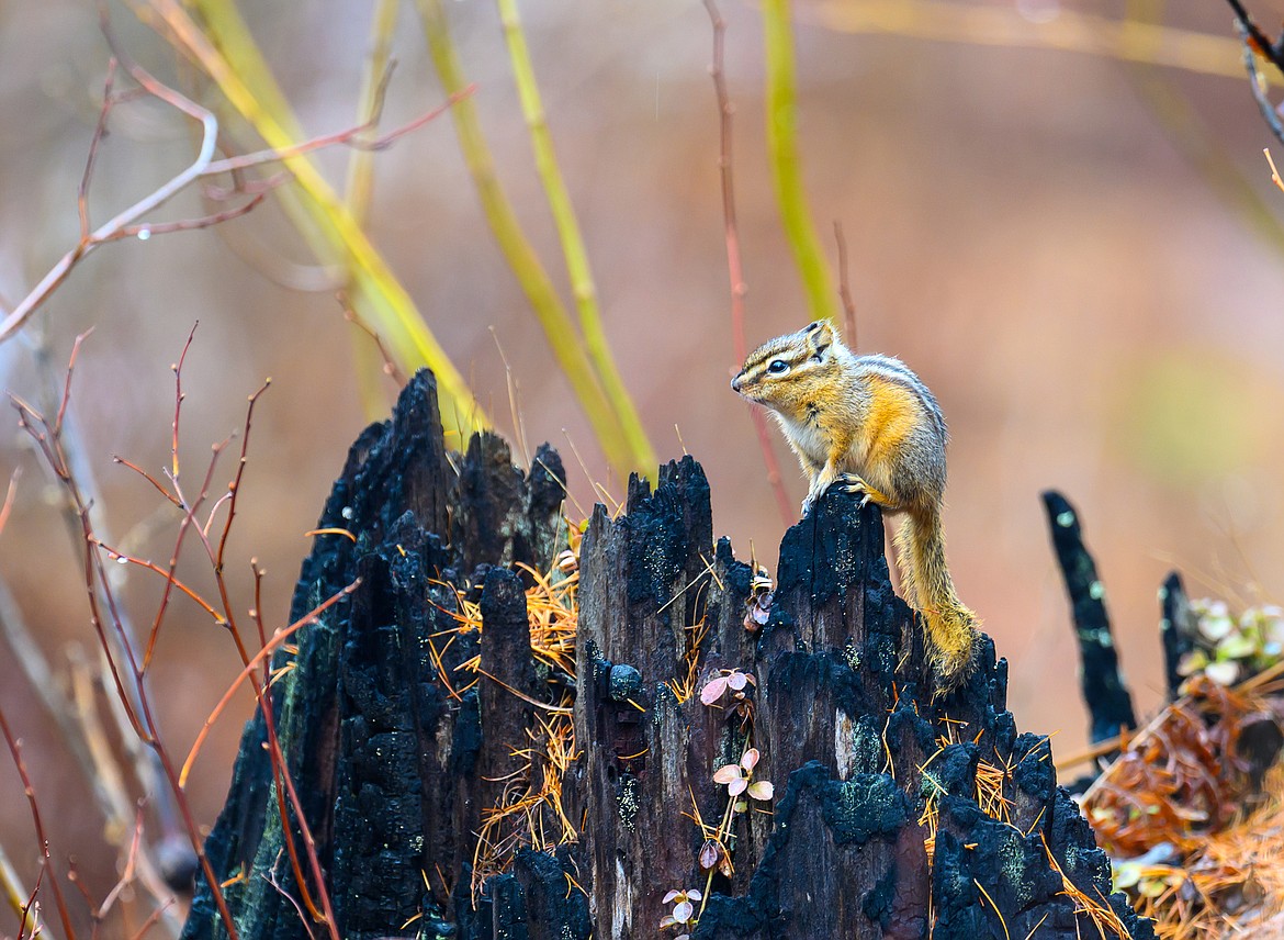 A chipmunk surveys the trail.