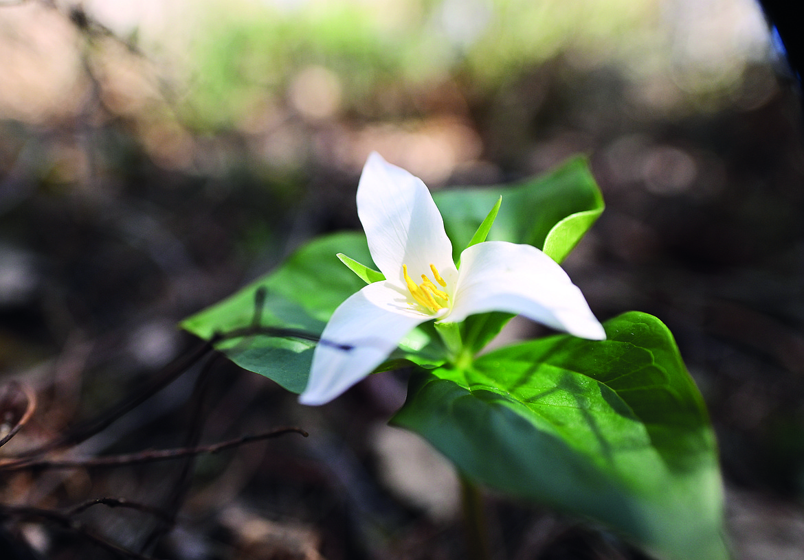 Trillium blooms along the route.