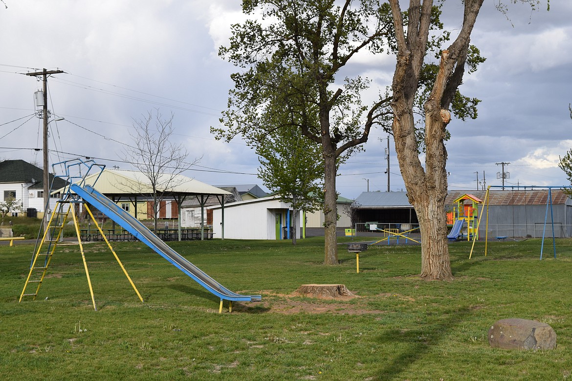 The stumps of several trees in the Town of Lind Park, which, according to Lind Town Council member Jim Weidemann, were removed by Mayor Paula Bell against the council’s direction.