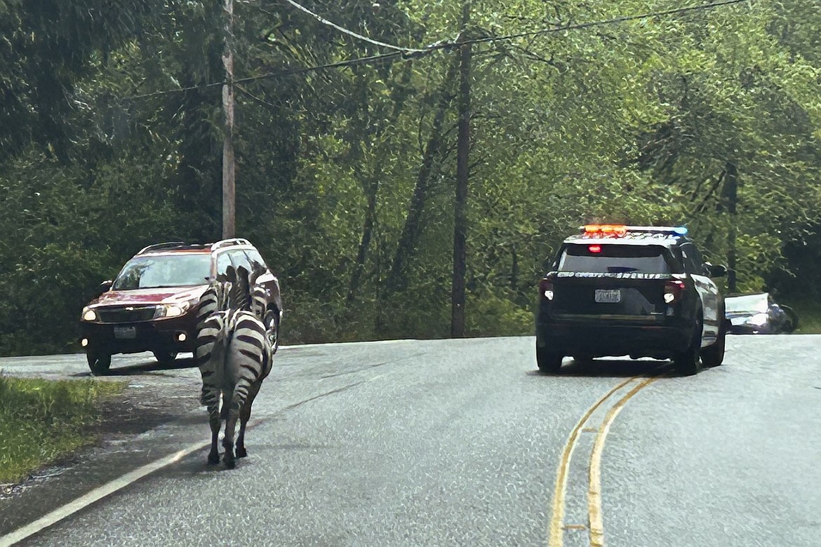 This image provided by the Washington State Patrol shows zebras that got loose Sunday, April 28, 2024, when the driver stopped at the Interstate 90 exit to North Bend, Wash., to secure the trailer in which they were being carried. The Washington State Patrol said the four zebras made their way to the town before three were capture, and the fate of the fourth was not immediately known. (Rick Johnson/Washington State Patrol via AP)