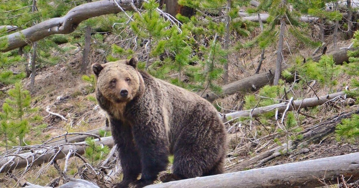 Grizzly bears are returning to the North Cascades and ranchers in the area say that's causing problems for them.