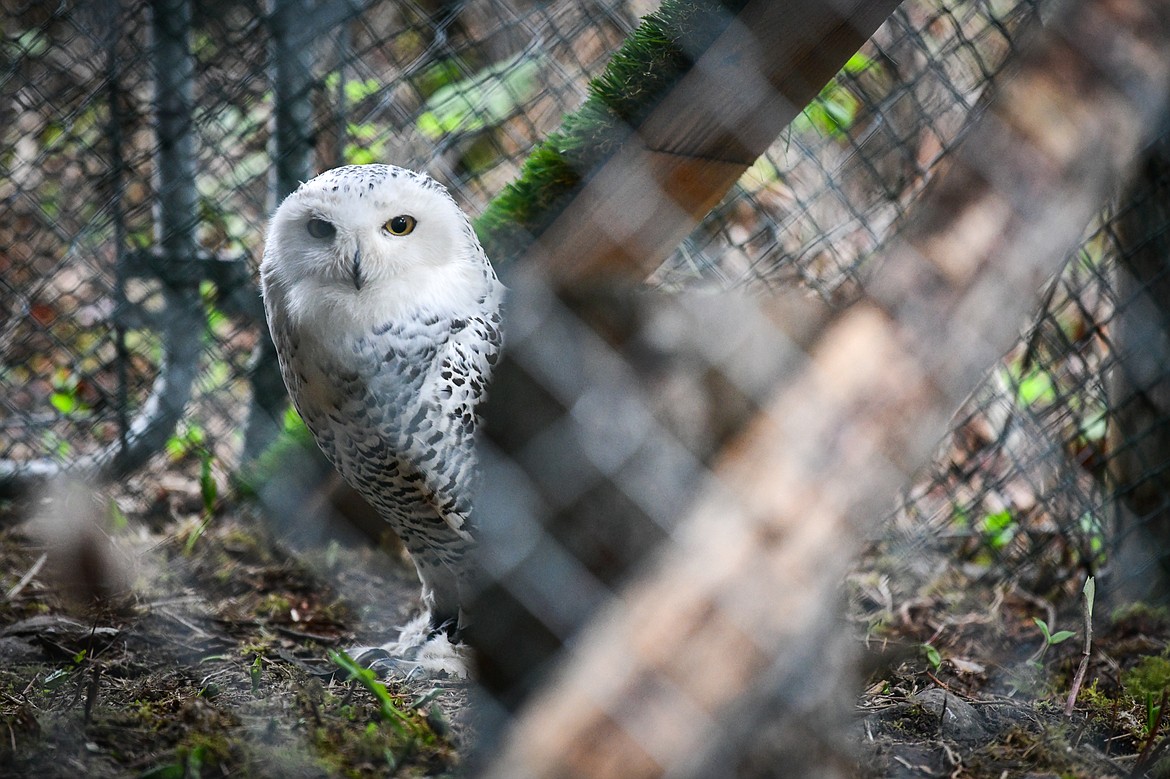 Tika, a female snowy owl from Montana Wild Wings Recovery Center, looks out from her enclosure at a wildlife station at the Family Forestry Expo on Tuesday, May 7. (Casey Kreider/Daily Inter Lake)