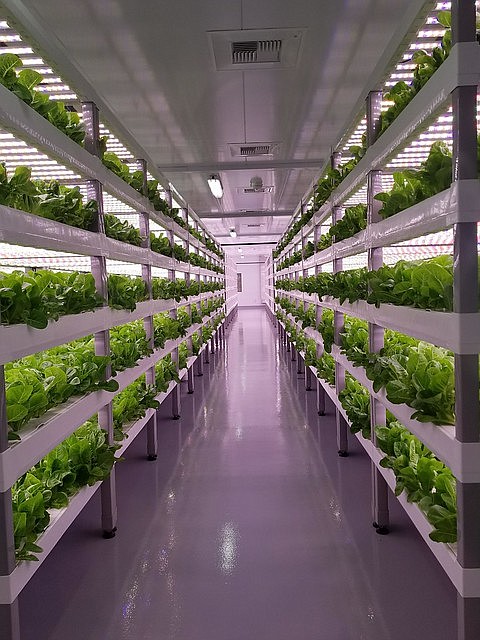 Vertical farms, pictured, are another form of indoor agriculture that utilize structures and automated systems to grow food year-round, rather than seasonally.