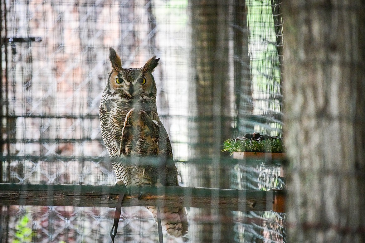 A great horned owl from Montana Wild Wings Recovery Center, looks out from its enclosure at a wildlife station at the Family Forestry Expo on Tuesday, May 7. (Casey Kreider/Daily Inter Lake)