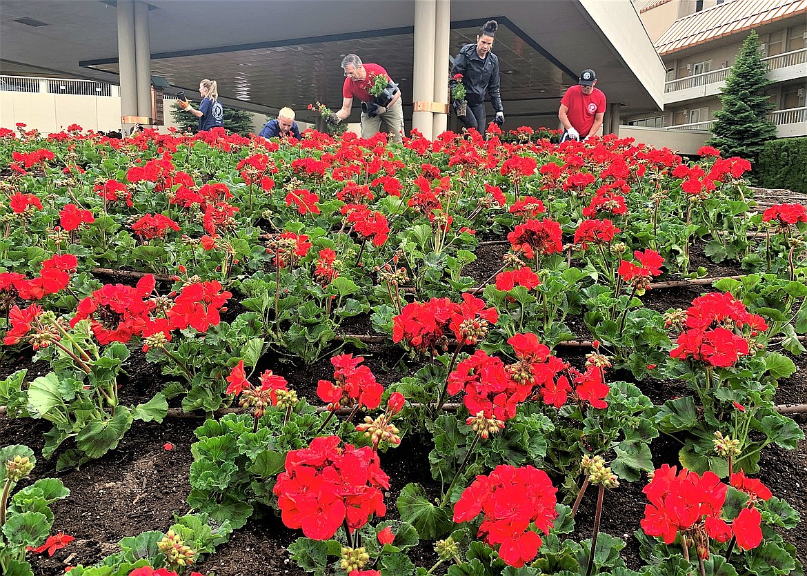 Bill Reagan, president of The Coeur d’Alene Resort (center), pitches in on Geranium Day 2023.