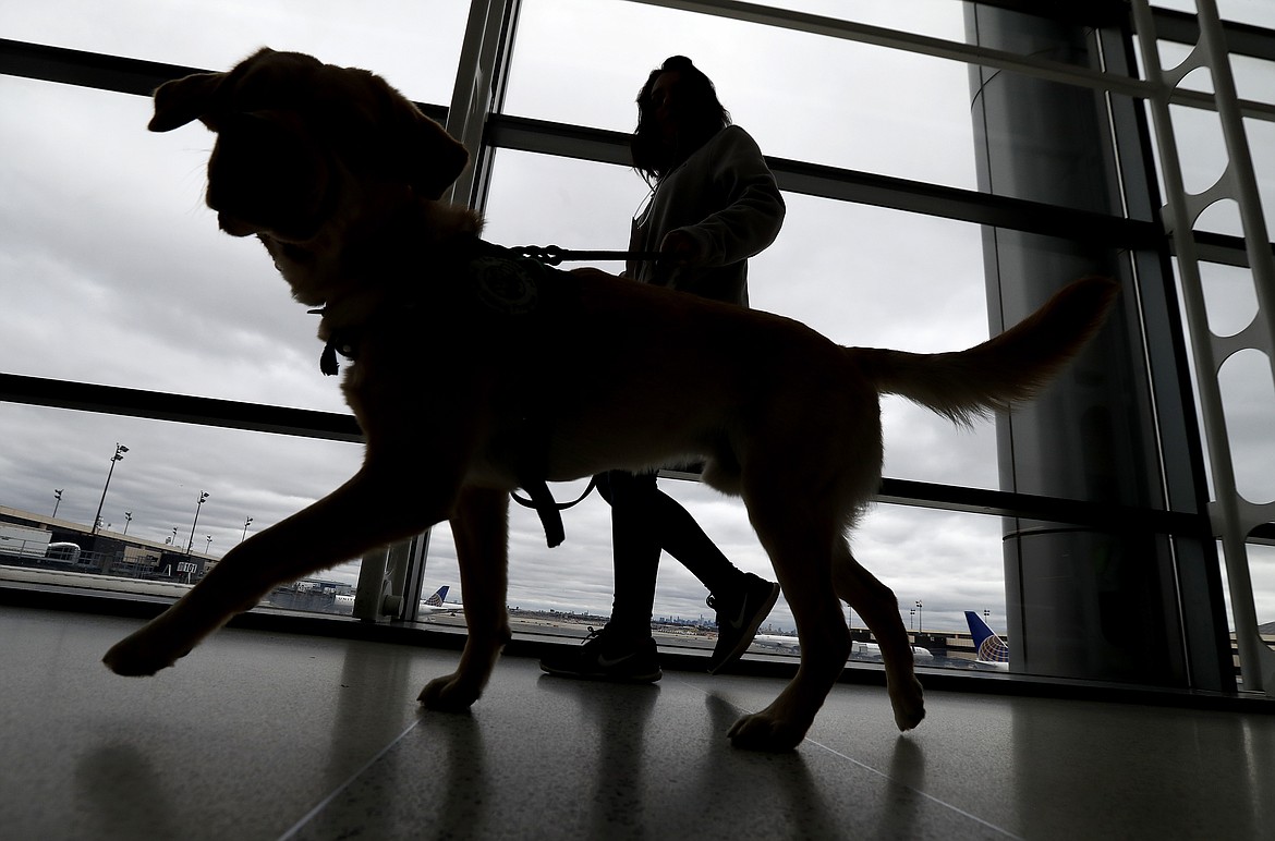 A trainer walks with a service dog through the Terminal C at Newark Liberty International Airport while taking part of a training exercise, Saturday, April 1, 2017, in Newark, N.J. All dogs coming into the U.S. from other countries must be at least 6 months old and microchipped, according to new government rules published Wednesday, May 8, 2024. The new rules were prompted by concerns about dogs coming from countries where rabies is common, and applies to dogs brought in by breeders or rescue groups as well as pets traveling with their U.S. owners. (AP Photo/Julio Cortez, File)