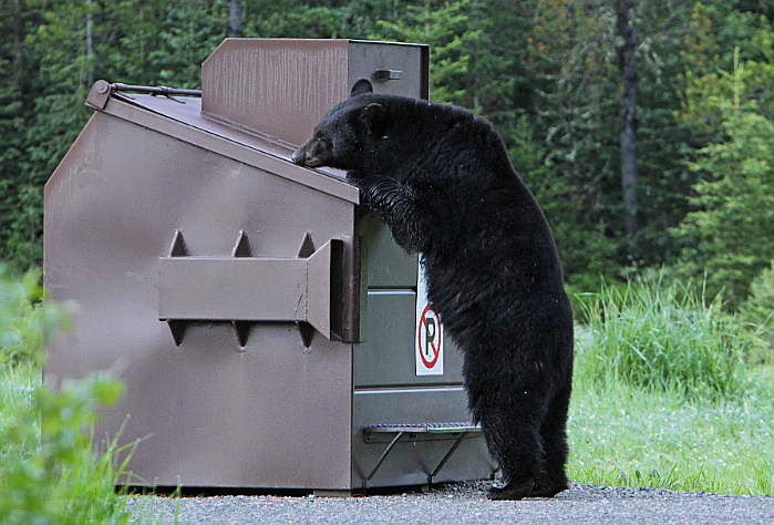 A black bear attempts to find a food reward from a bear-resistant garbage dumpster.