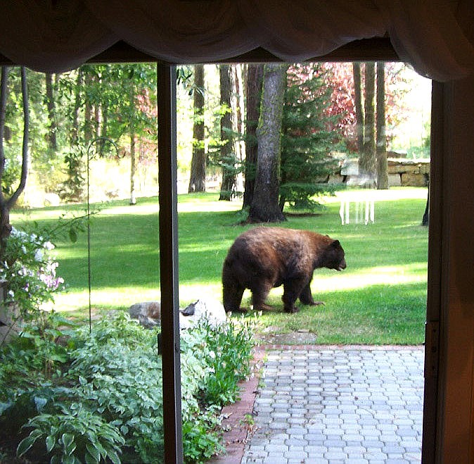 A black bear wanders through the backyard of a home in central Idaho