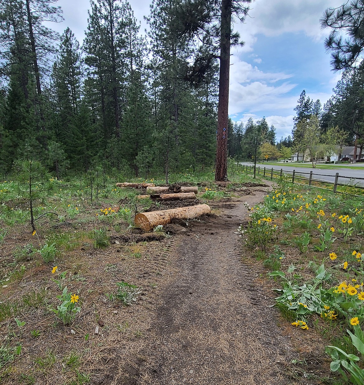 Post Falls city staff have placed logs on shortcuts and "social" paths in Kiwanis Park to deter people from straying from the network of established trails. The shortcuts have been seeded with grass and wildflowers to encourage vegetation to return to those areas.