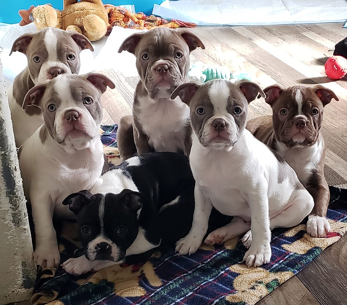 "Who wants to cuddle these guys?" Beckie Knapp wrote in sharing this Best Shot in response to a Daily Bee Facebook post asking readers to share their favorite recent photo. If you have a photo that you took that you would like to see run as a Best Shot or I Took The Bee send it to the Bonner County Daily Bee, P.O. Box 159, Sandpoint, Idaho, 83864; or drop them off at 310 Church St., Sandpoint. You may also email your pictures to the Bonner County Daily Bee along with your name, caption information, hometown and phone number to news@bonnercountydailybee.com.