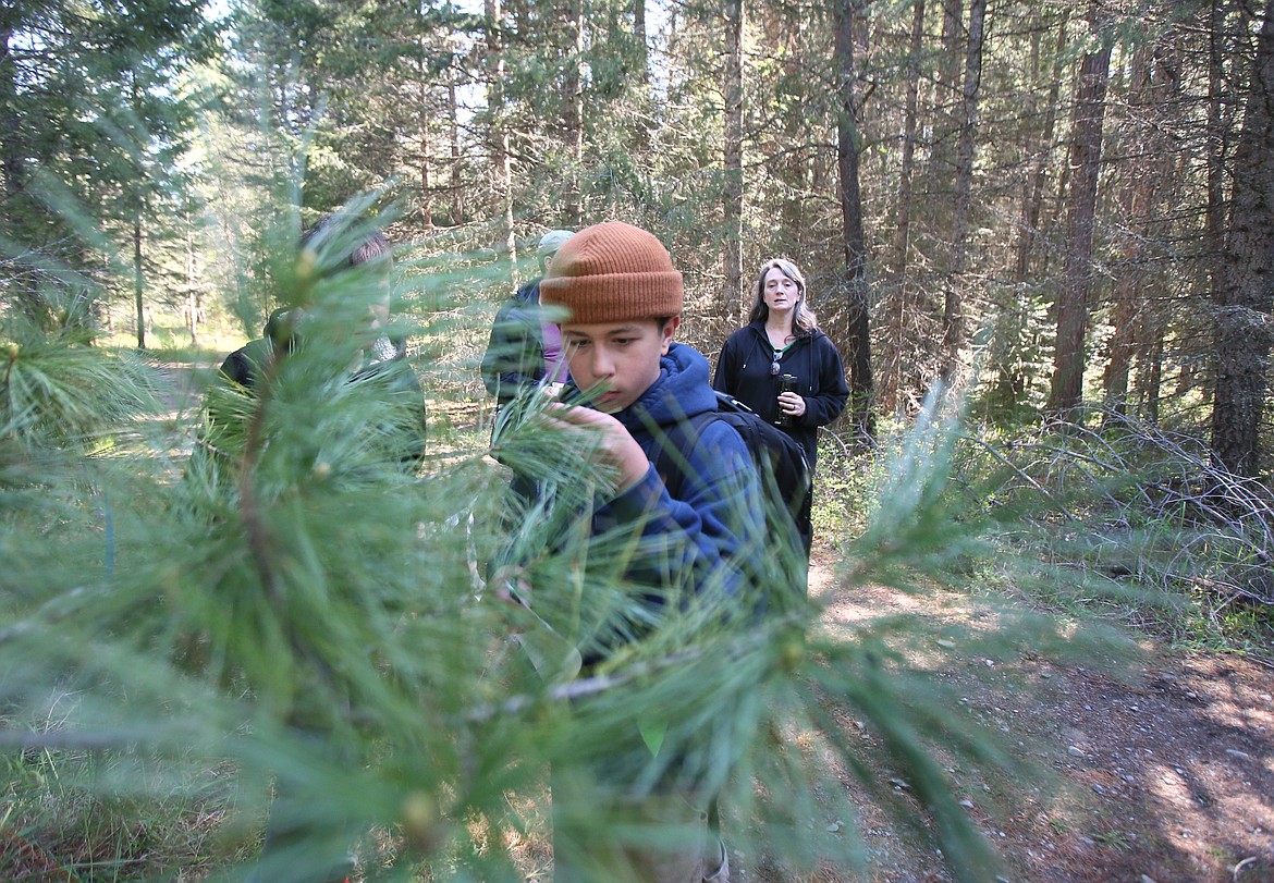 Forrest Bird Charter School sixth grader Ben Lopez inspects the needles on a white pine Thursday morning during the 41st annual Idaho State Forestry Contest at Farragut State Park. Close to 200 students from across the state participated.