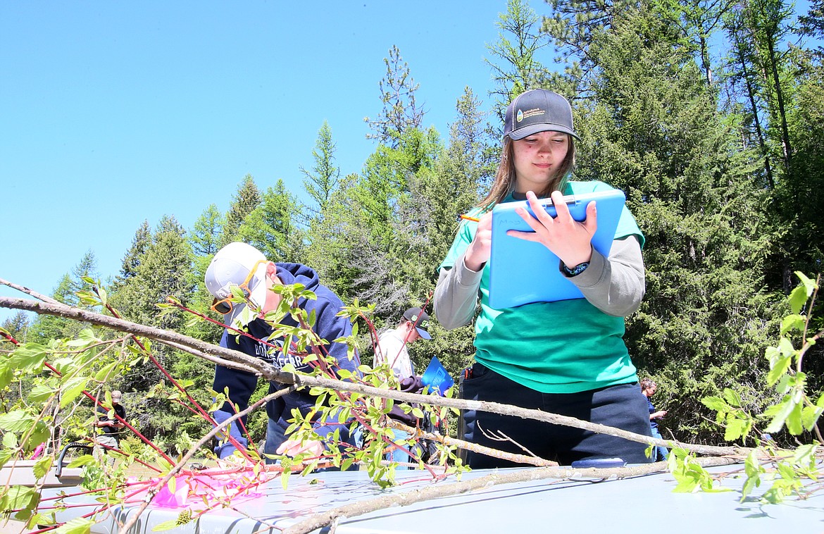 Timberlake High School freshman Lily Fry takes notes on a clipboard at the tree and plant identification station Thursday morning during the Idaho State Forestry Contest at Farragut State Park.