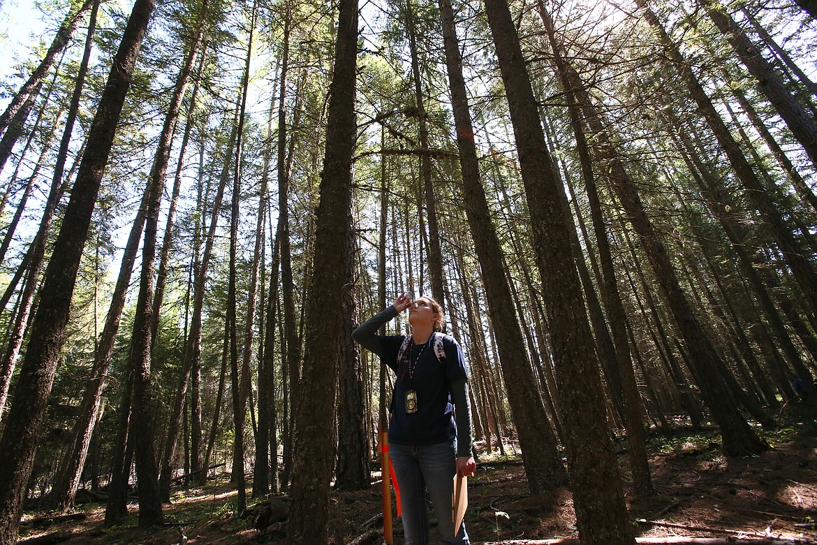 Ava Goetz, a junior from Orofino High School, peers up at the pines using a clinometer Thursday morning during the Idaho State Forestry Contest.