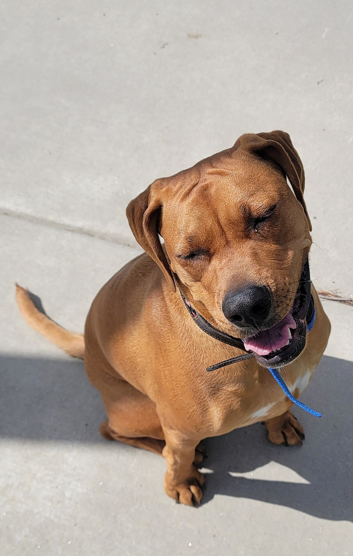 "Pepper enjoying the weather and walk," wrote Danette Beckman in sharing this Best Shot. "The sun makes Pepper smile." If you have a photo that you took that you would like to see run as a Best Shot or I Took The Bee send it to the Bonner County Daily Bee, P.O. Box 159, Sandpoint, Idaho, 83864; or drop them off at 310 Church St., Sandpoint. You may also email your pictures to the Bonner County Daily Bee along with your name, caption information, hometown and phone number to news@bonnercountydailybee.com.