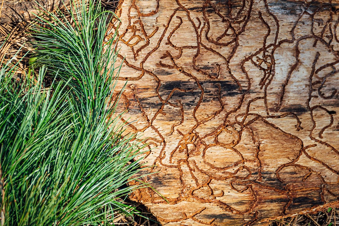 Insects can cause harm to trees when they dig into the bark, creating these pathways.