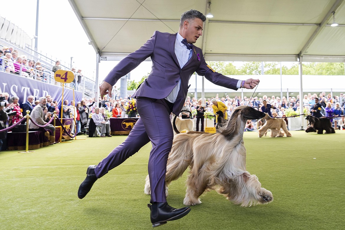 Handler Willy Santiago competes with Afghan Hound Zaida during breed group judging at the 148th Westminster Kennel Club Dog show, Monday, May 13, 2024, at the USTA Billie Jean King National Tennis Center in New York. (AP Photo/Julia Nikhinson)