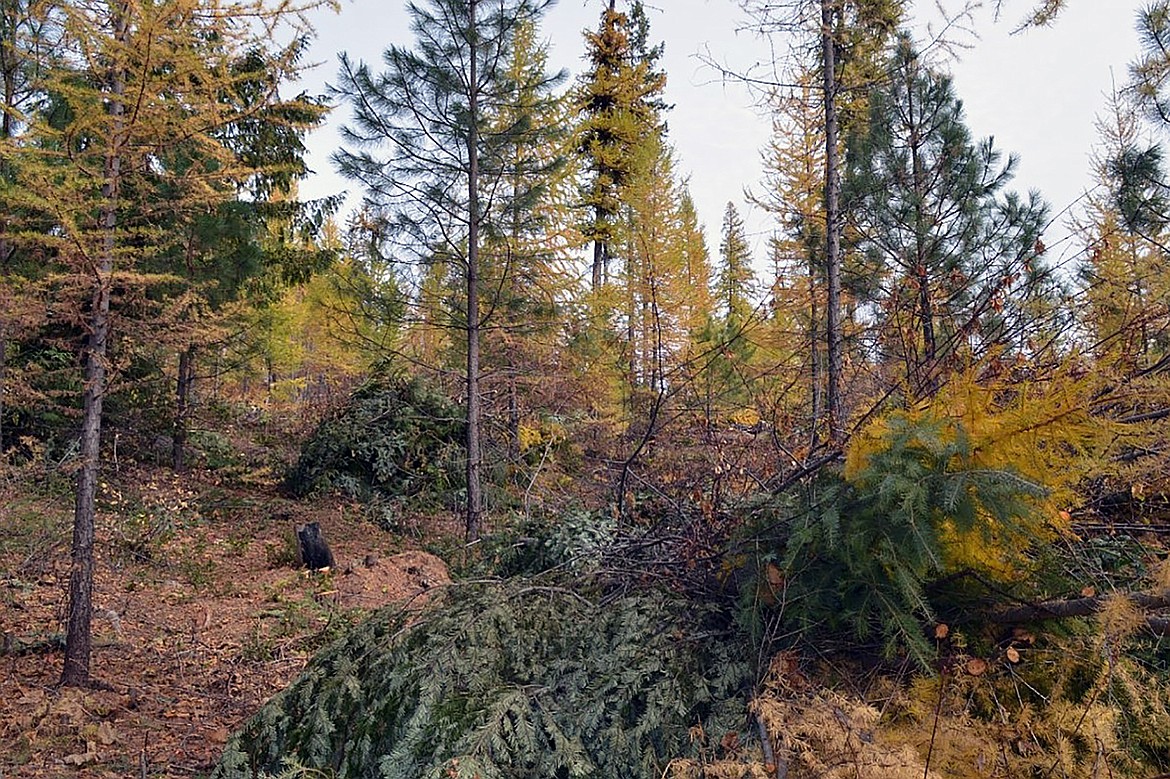 An example of a young stand after thinning and piling.