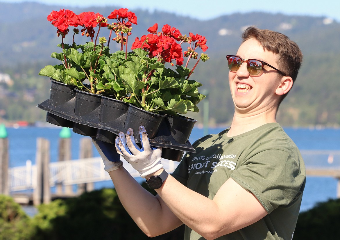 Bailey O'Neil carries geraniums to plant near The Coeur d'Alene Resort on Tuesday.