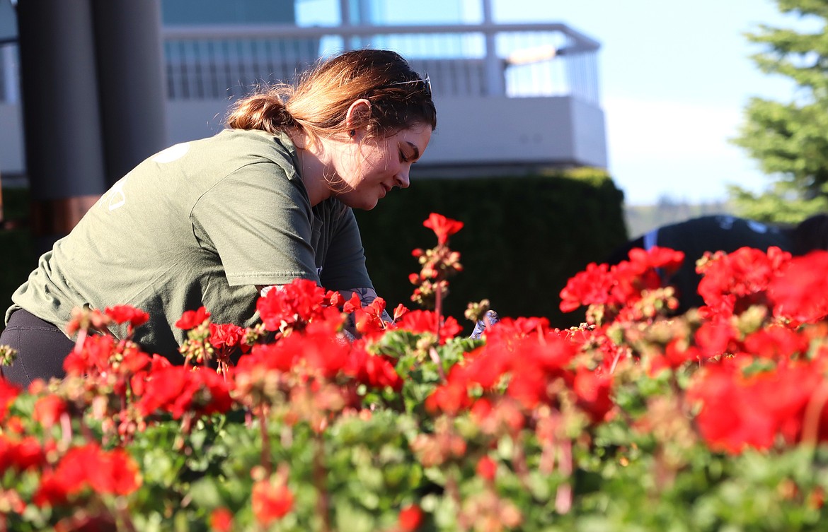 Ally-Jean Damron plants geraniums outside The Coeur d'Alene Resort on Tuesday.