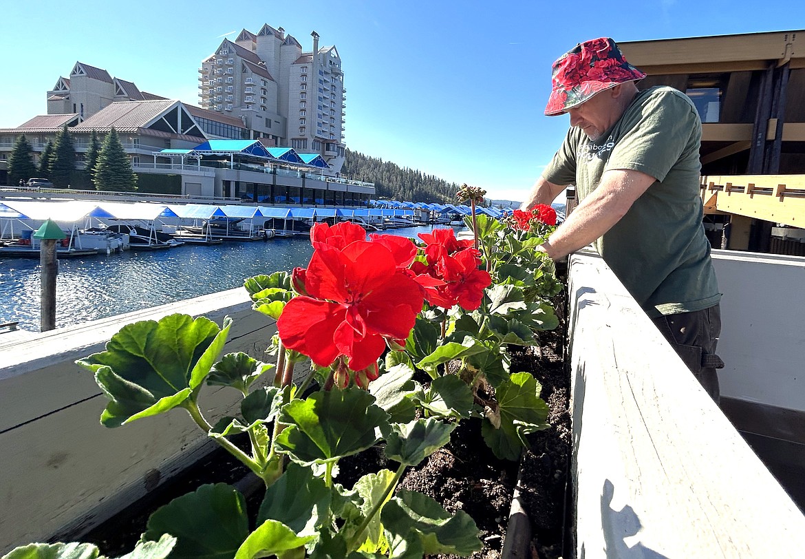 Brad Banta, housekeeping manager at The Coeur d'Alene Resort, plants geraniums Tuesday.