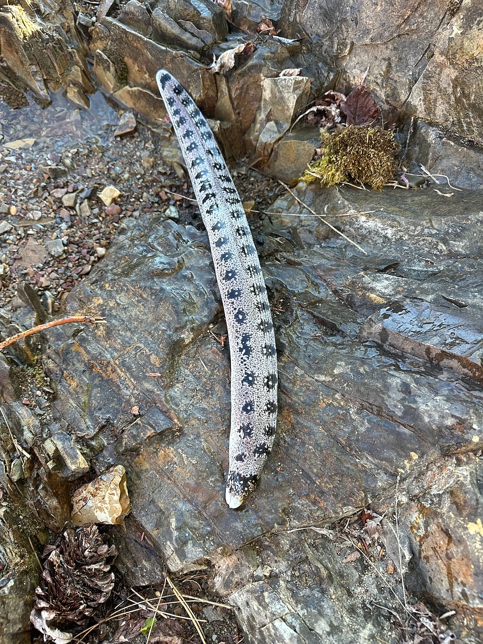 This moray eel was found dead in Lake Coeur d'Alene on Tuesday.