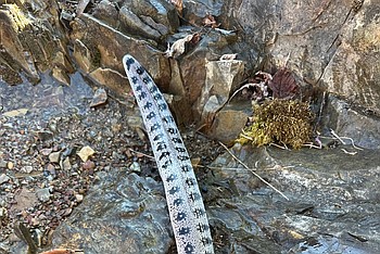 Lead
