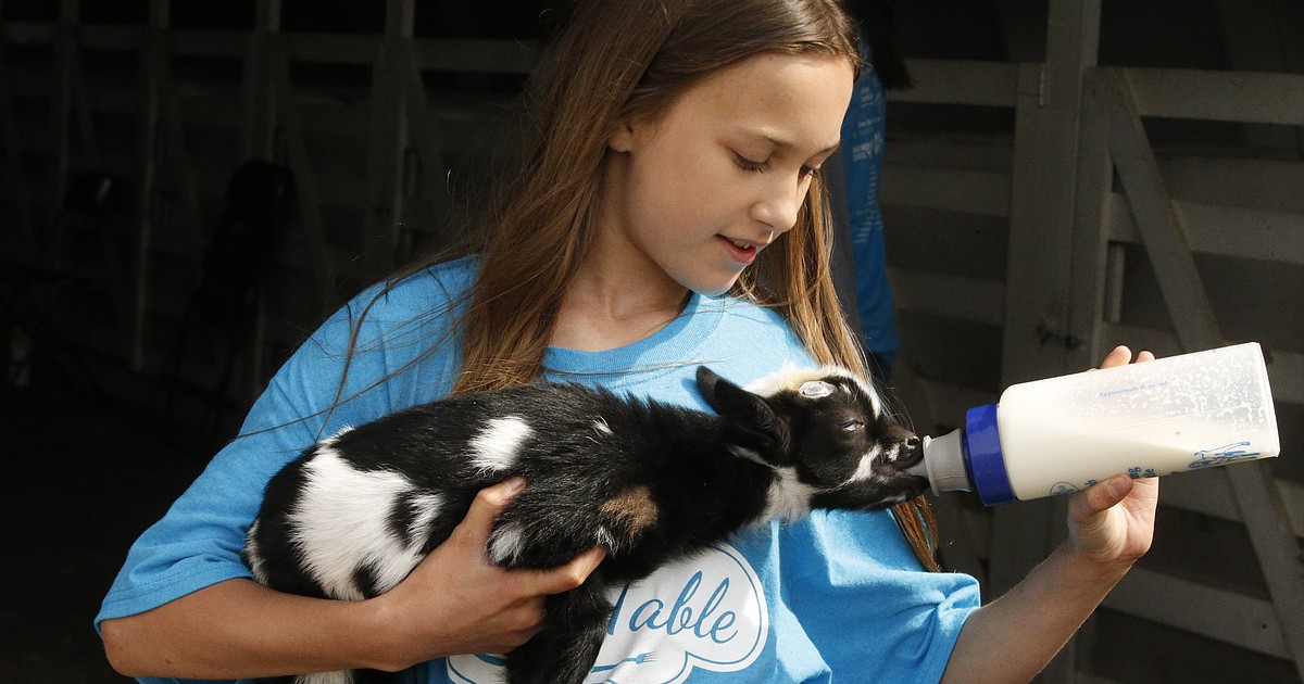 From farm to table: Fifth graders experience agriculture at Kootenai County Fairgrounds - Vimarsana News