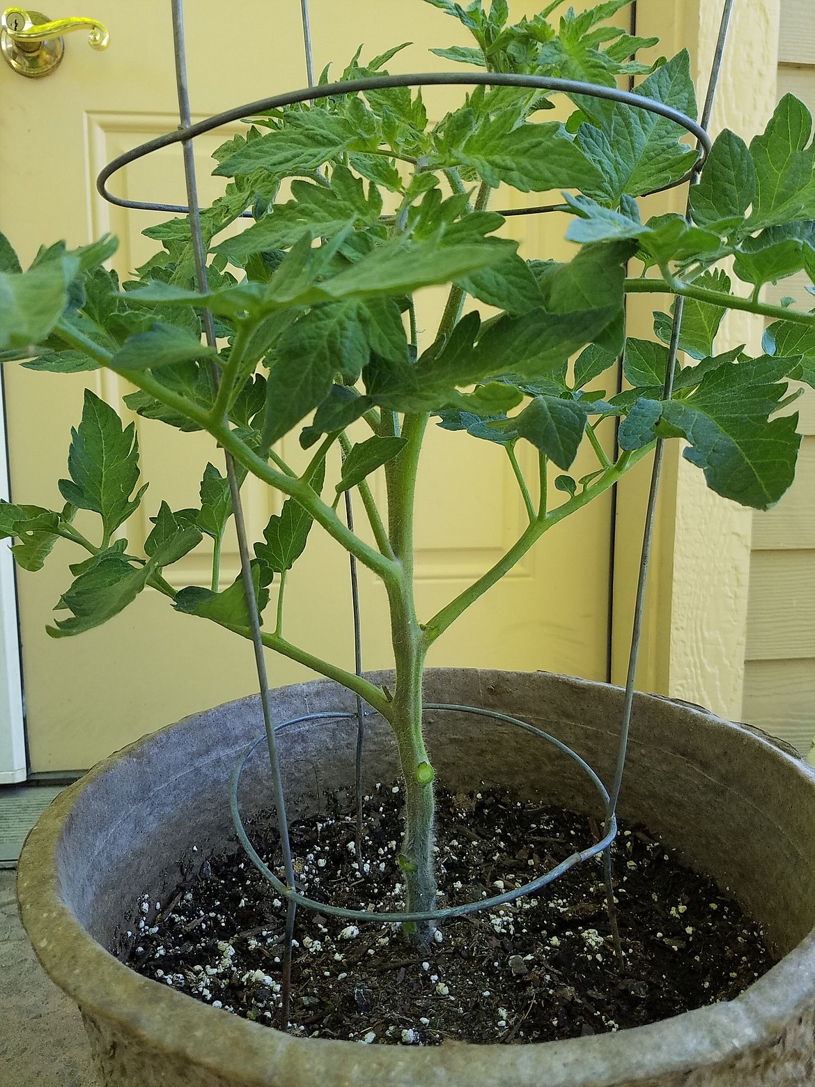 To prevent soil-borne diseases from reaching your tomato plant, prune away any lower stems and leaves that may reach the soil level.