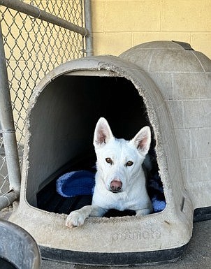 The name’s Atlanta, honey. I’m a classy, laid back, intelligent girl that loves to be loved. I’m a white Swiss Shepherd mix and I’ve got one of the prettiest coats you might want to cuddle up with. Swing in and visit and let’s see if we can make a good pairing.