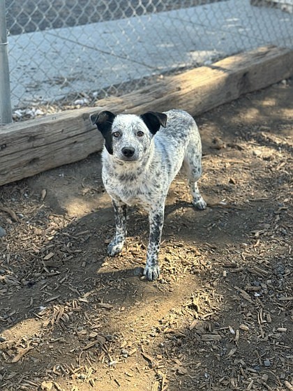 Hey there, I’m Callie and I’m an American Blue Heeler mix. I’m just a bit less than a year old and I’d love to be your friend. I’ve got two big ears for listening to your stories, happy or sad. Just make sure to tell me I’m a good girl as well. I hope we can meet soon.