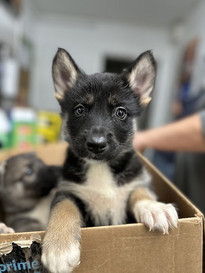 Hey there y’all, my name’s Dolly Parton and just like my namesake, I’ve got a heart of gold and a happy disposition. Come down and say hi and let’s see if we can make beautiful music together. If you’re not much in the way of singing, that’s fine, we can just play with toys too.