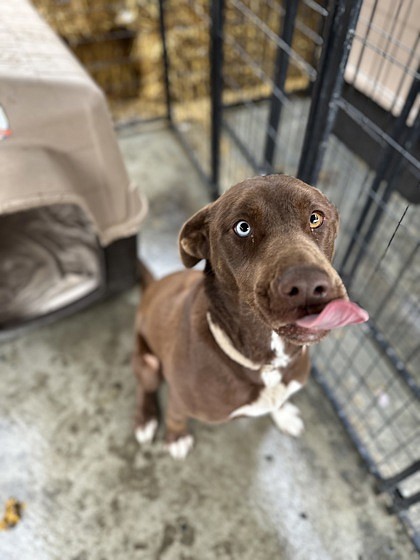 Hey there – I don’t suppose you have any snacks? No? Well, if you happen to find any, I can help you eat them. My name’s Iris and I’m a little over two years old and I’ve got the best of retriever and labrador breeding. I’d love to show you how smart and loyal I can be and, frankly, help you with any oversupplies of snacks. Did I mention I like snacks?