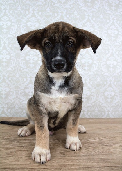 Jay Z here. I’m more of an emcee than the fella I was named after though. It’s the puppy dog eyes. They give me a natural advantage in anything that comes along. I’m just about four months old and I’m ready to go home with you, love you forever and make sure you’re as spoiled as you make me. Let’s chill together and see what works out.