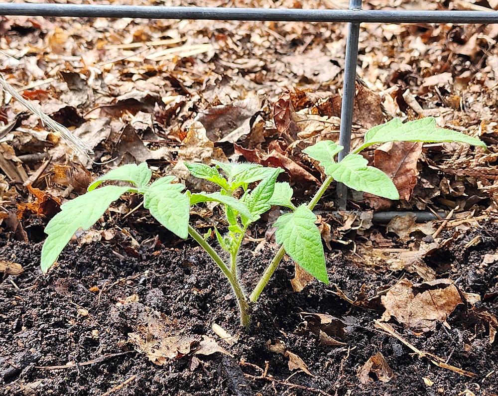 Plant tomatoes deep to ensure good root development.