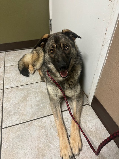 My name’s Nikki and I’m waiting for a friend to come fall in love with me at Grant County Animal Outreach. I’m a bit German Shepherd, a bit something else, and all loveable. With my butterscotch, black and gray coat, I love a good snuggle and a cool floor to lie down on. Let’s hang out and see if we’re a match made in pupper heaven.