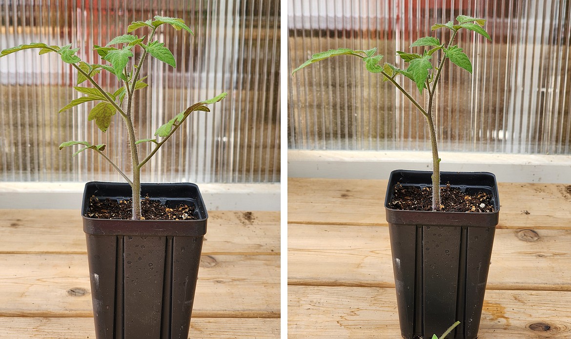 This image shows a tomato plant before it is pruned for planting and after. The plant will be place in the ground so only the top one-third of the plant is above ground.