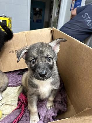 I’m not sure if I’m the “real” Slim Shady, but they called me that, so here I am. I’m only about four months old, and somewhere in my lineage I’ve got some German Shepherd, so I’m obviously hero material. I’m a smart boy that would love to grow up and have lots of fun with you. Bring on the treats and I’ll bring on the cute.