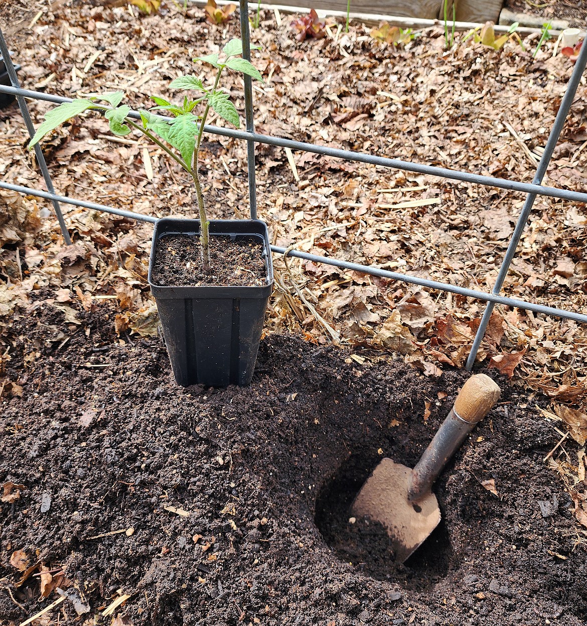 Tomatoes should be planted deep. Prune about two-thirds of the stems from the plant, leaving about one-third above the surface.