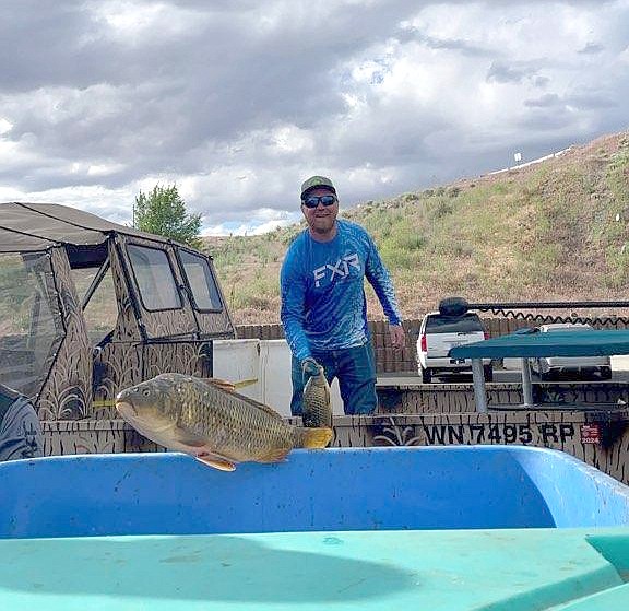 A carp is tossed into the bin at the Moses Lake Carp Classic Saturday.